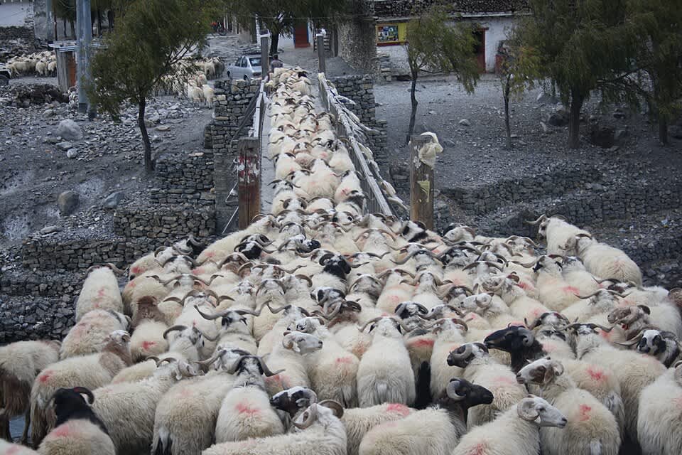 fomo 普通用户看到他们最喜欢的 KOL 购买新代币（Gagan Raj Rai/Wikimedia Commons）